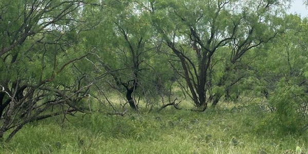 Listing image 127337-0